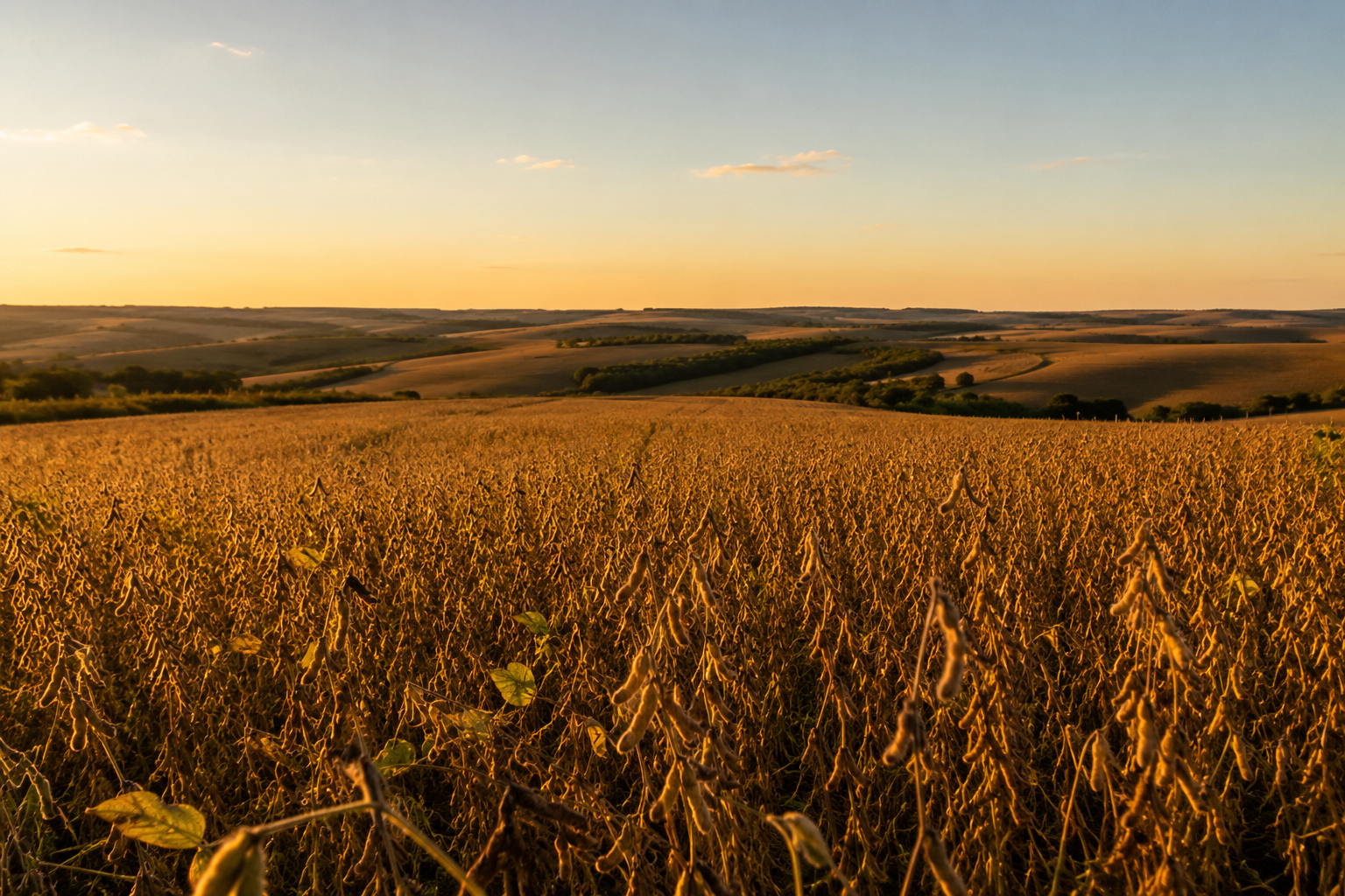 Fluxo de caixa no agronegócio durante a colheita de soja