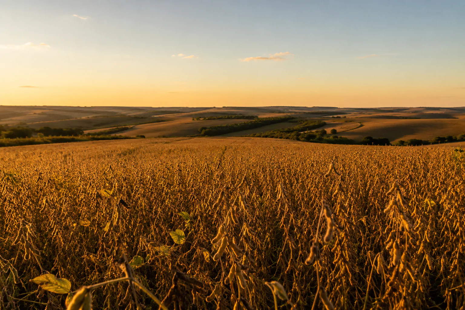 Fluxo de caixa no agronegócio durante a colheita de soja
